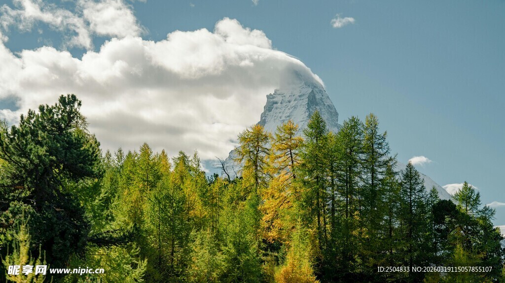 蓝天白云下的葱郁森林