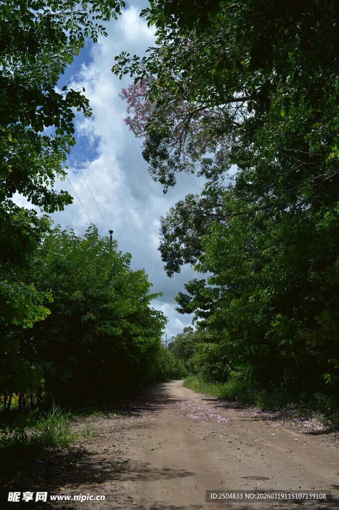 林间土路 绿意盎然的小径
