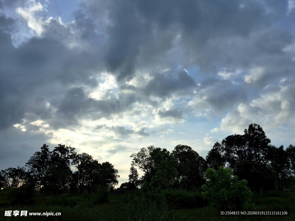 乌云笼罩下的树林