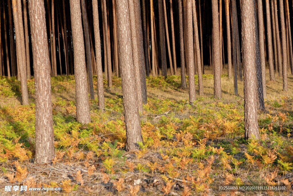 秋日森林中的挺拔树木