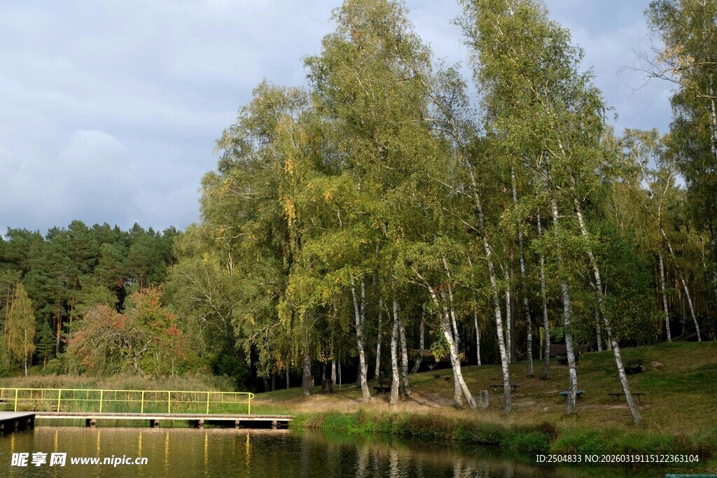 湖畔白桦林风景