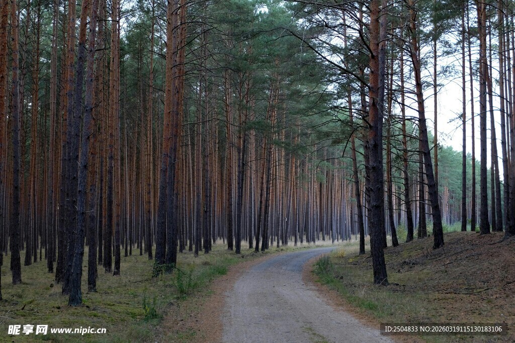 林间蜿蜒小路 静谧松树林