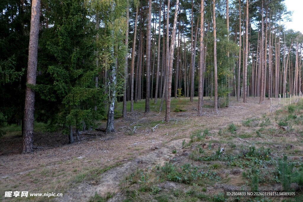 林间小径 静谧森林风光
