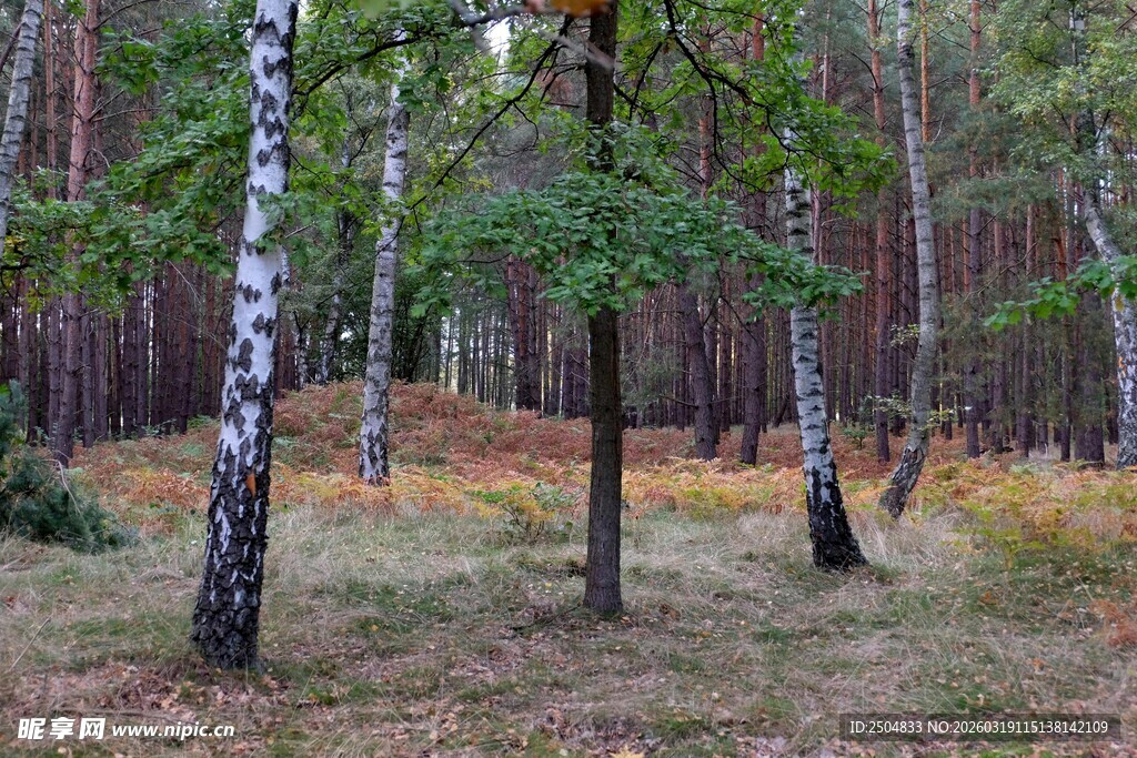 秋日林间白桦与绿树景致
