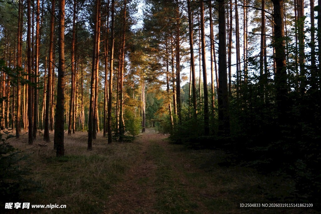 阳光洒落的静谧林间小道