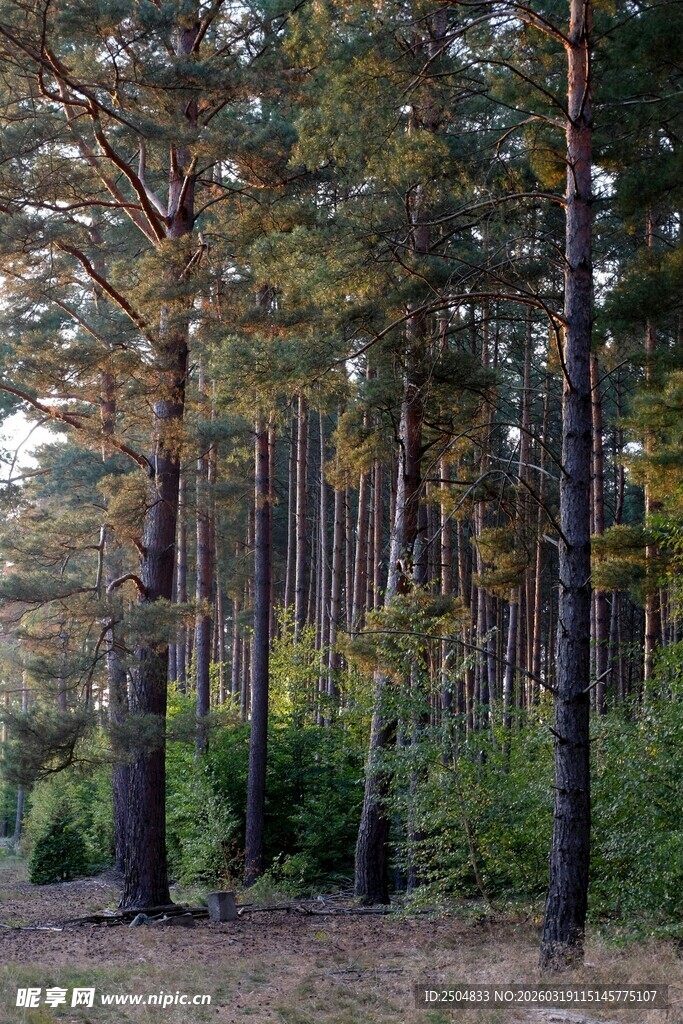 秋日森林中的挺拔树木