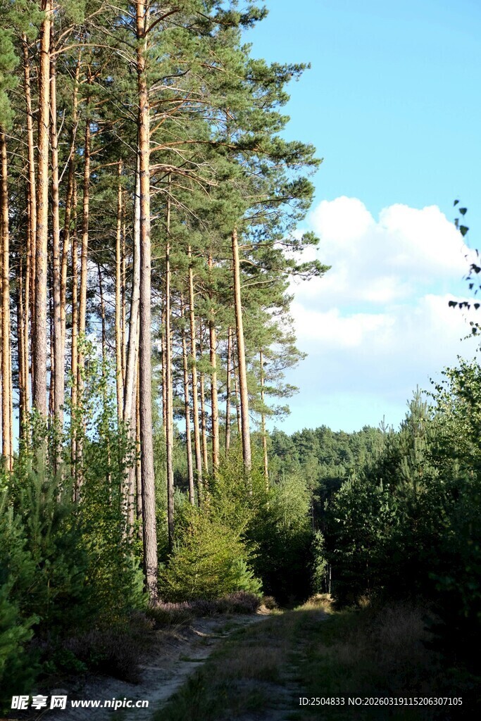 林间小道 静谧的松林风光
