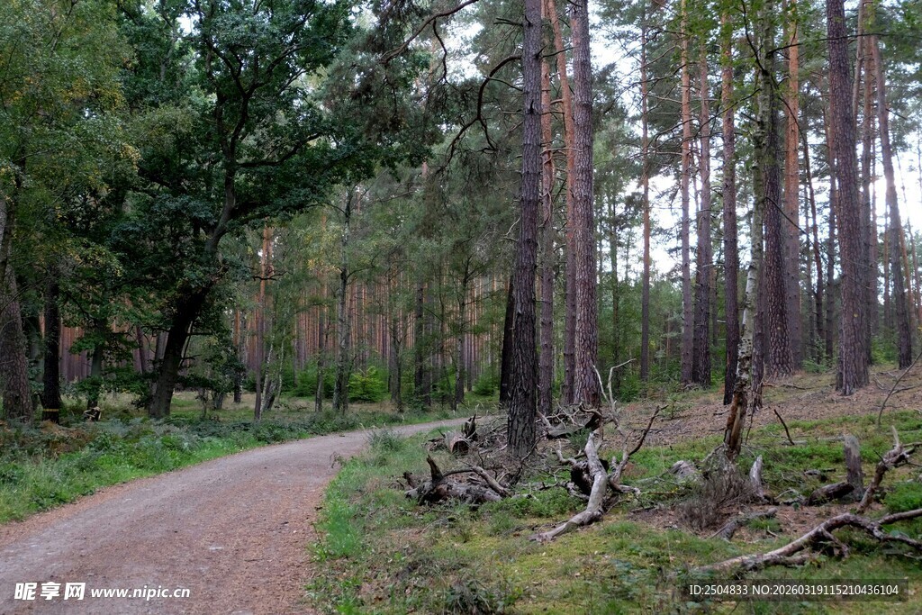 林间蜿蜒小路 静谧风光