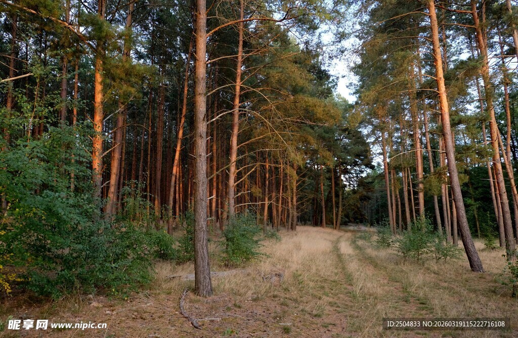 林间小道 静谧的松林风光