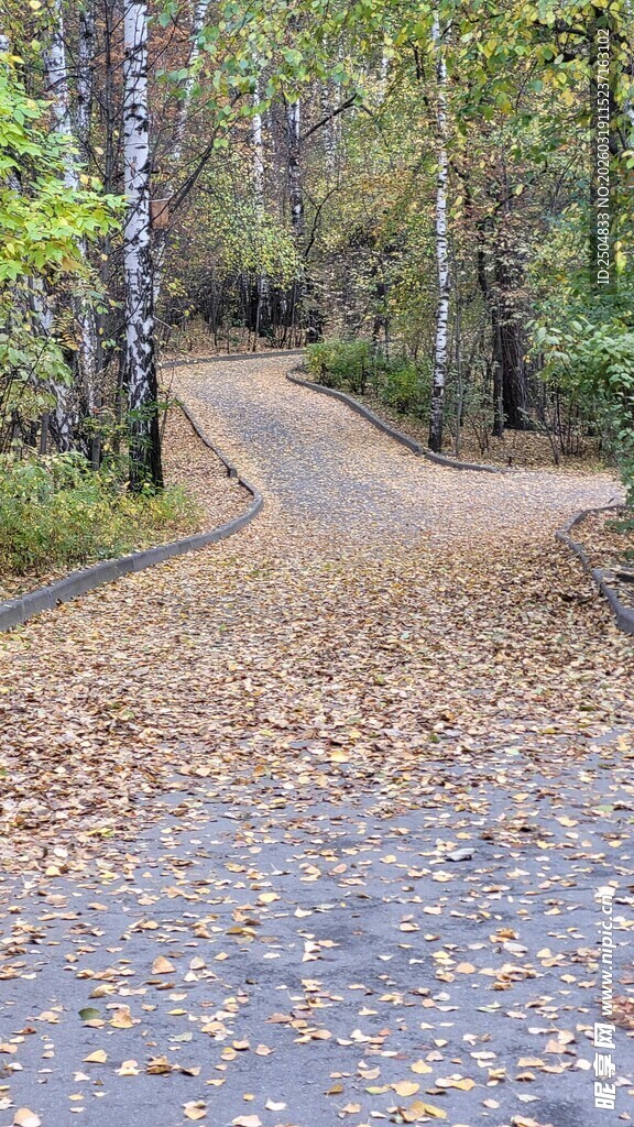 秋日林间落叶覆径小路