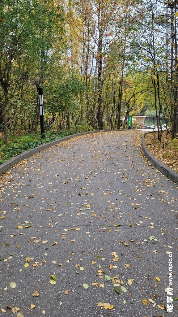 秋日林间铺满落叶的小路