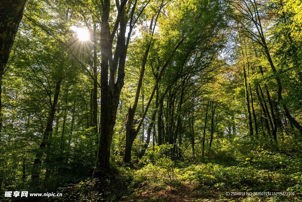 阳光洒落的茂密森林