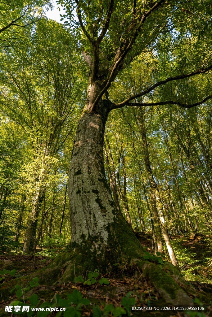 森林中的古老大树