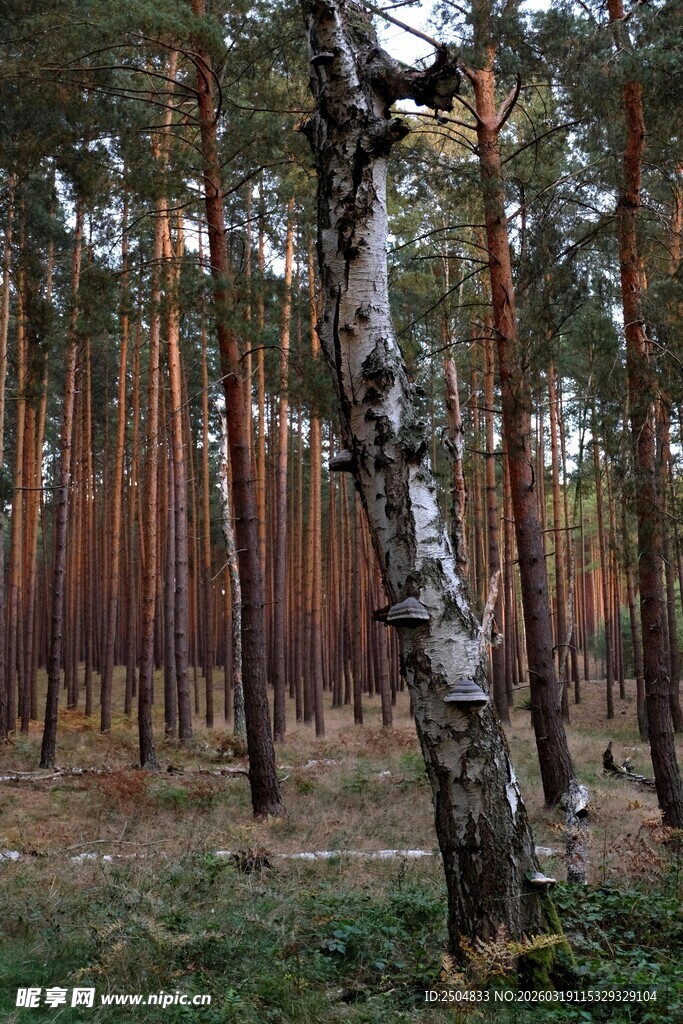 秋日白桦林美景