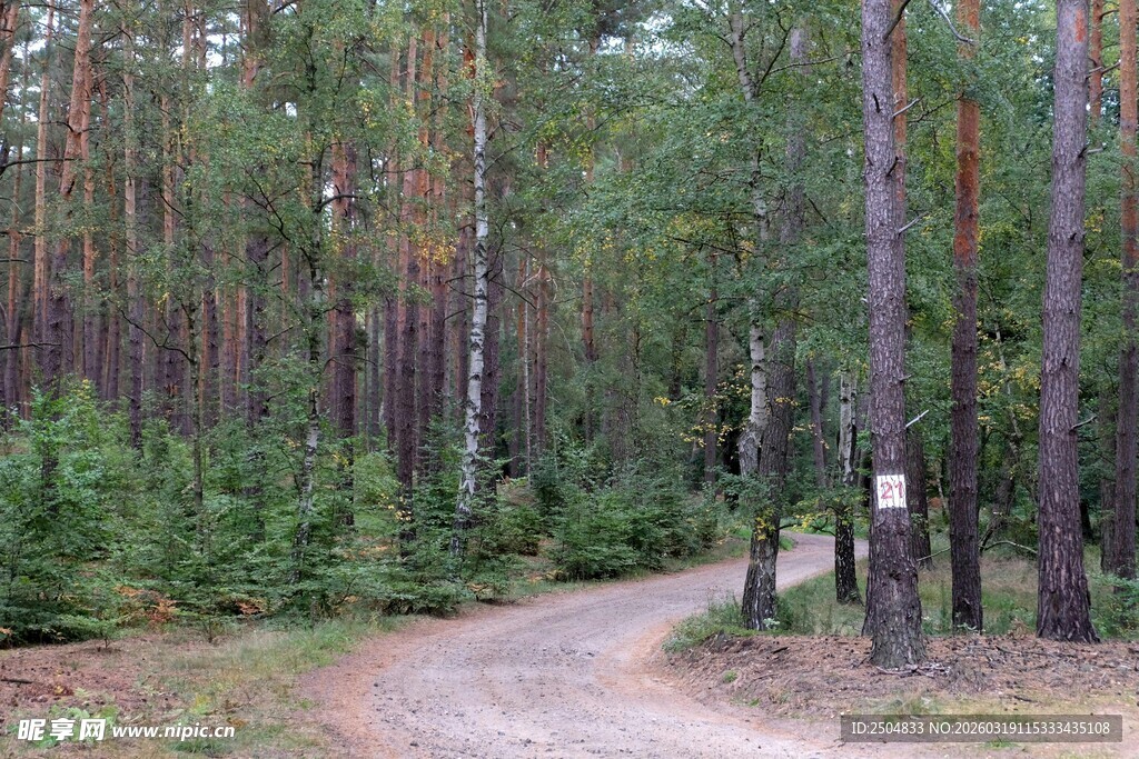 林间蜿蜒小路 绿意盎然
