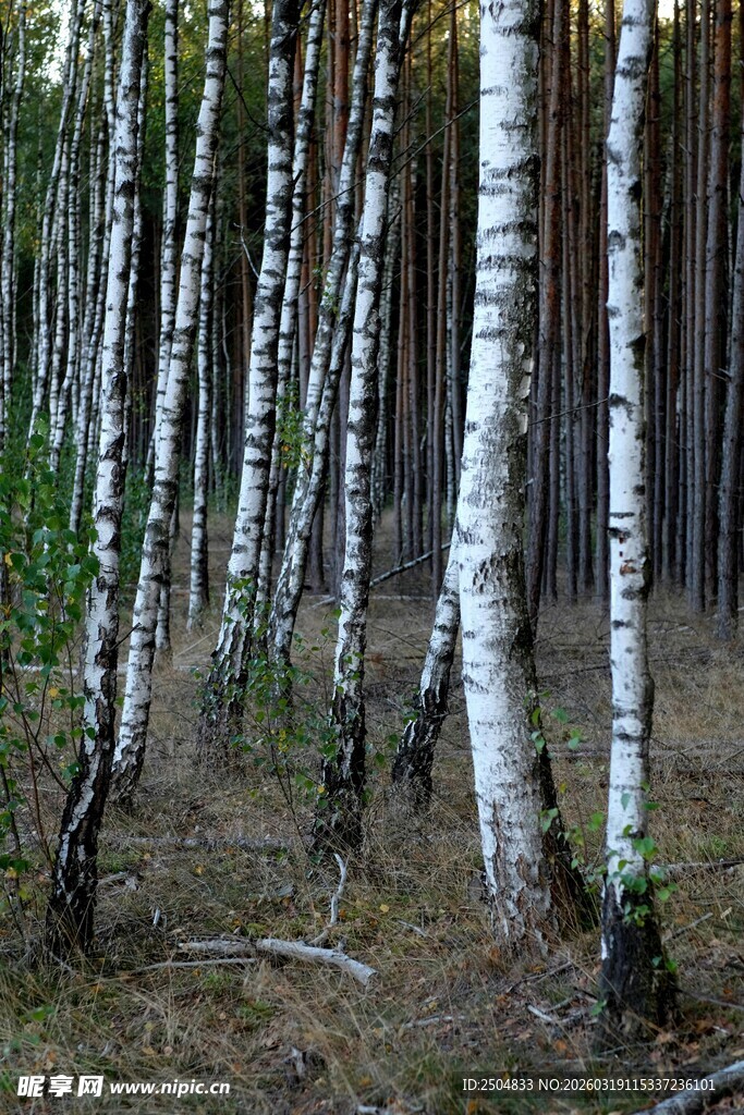 白桦林风景