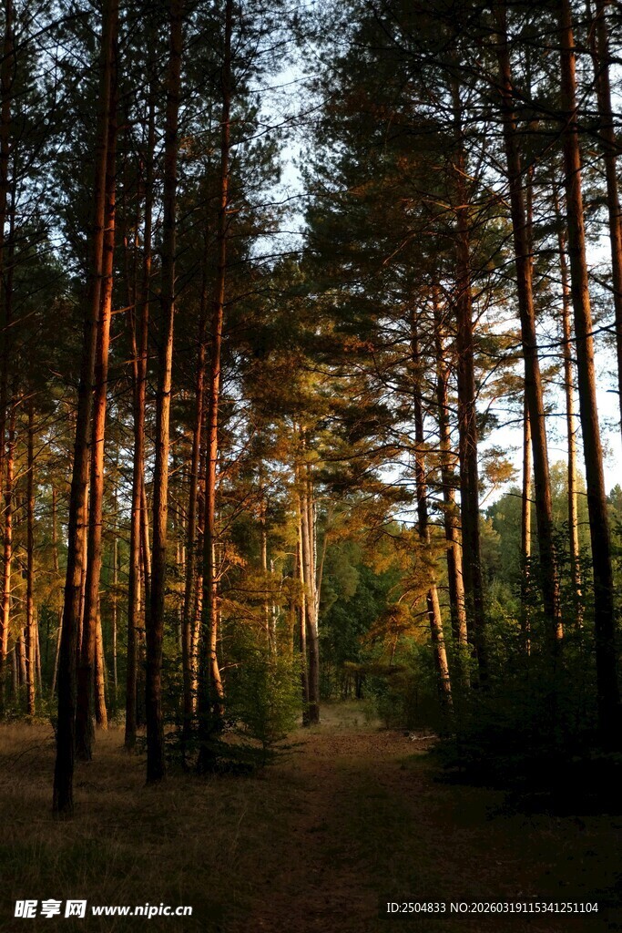 夕阳下的静谧松林