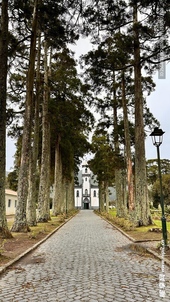 林间石径 静谧自然之景