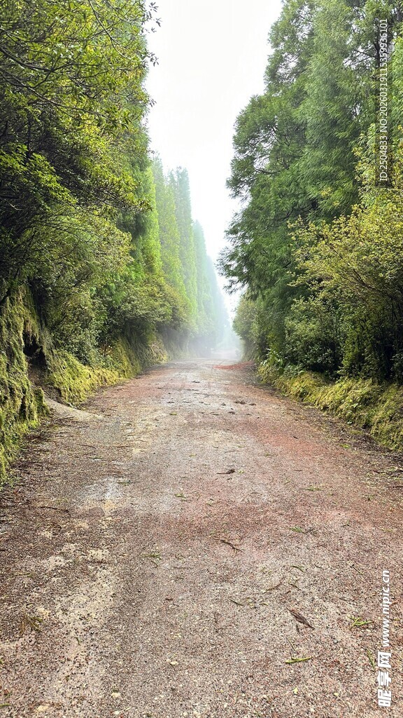 林间泥路 静谧自然之境