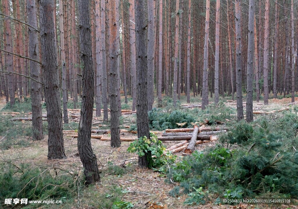 森林中的树木与地面植被
