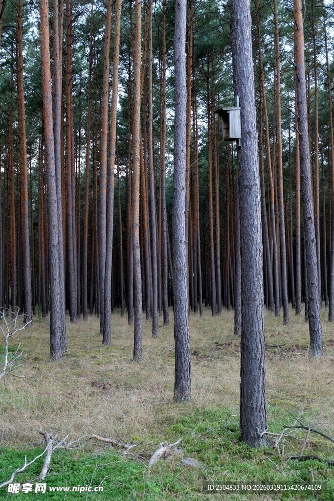 茂密松树林景观