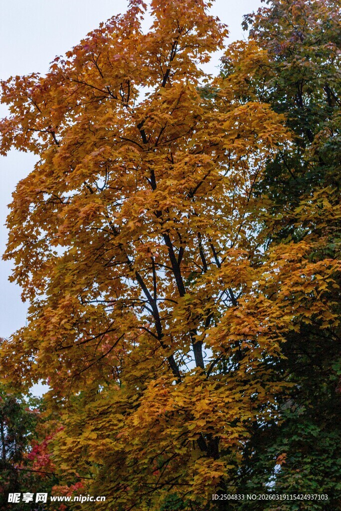 秋日斑斓枫树美景