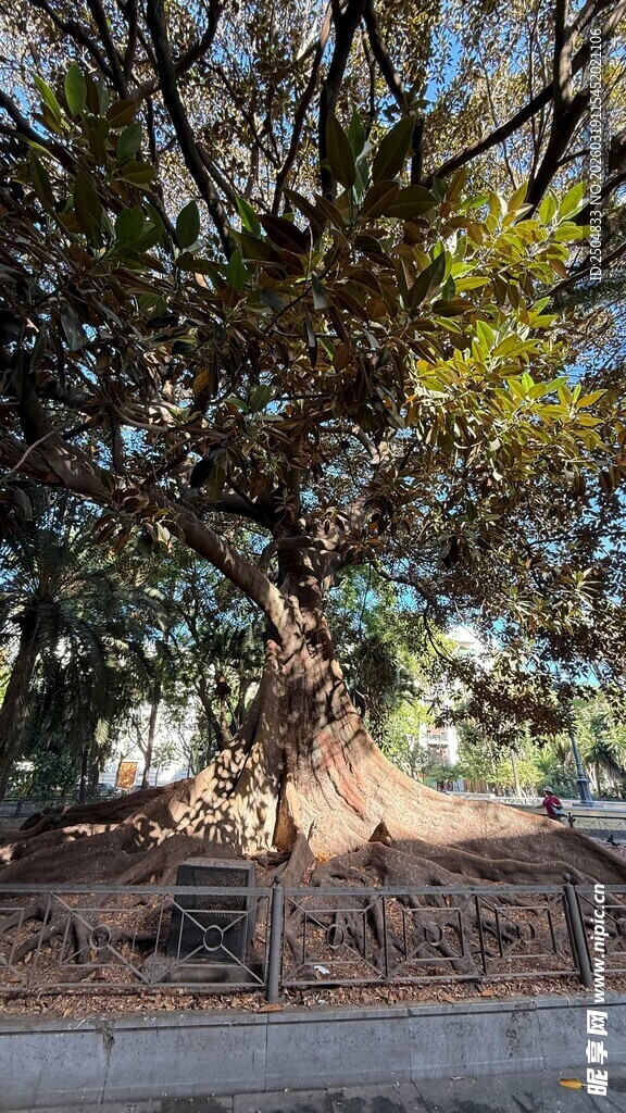 古老繁茂的榕树景观