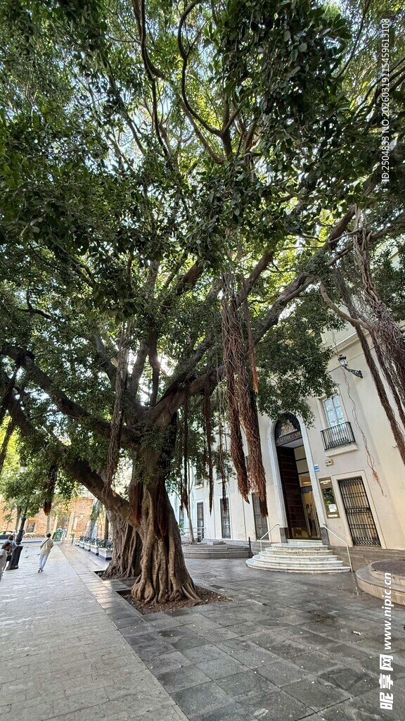 街道旁的茂盛大树