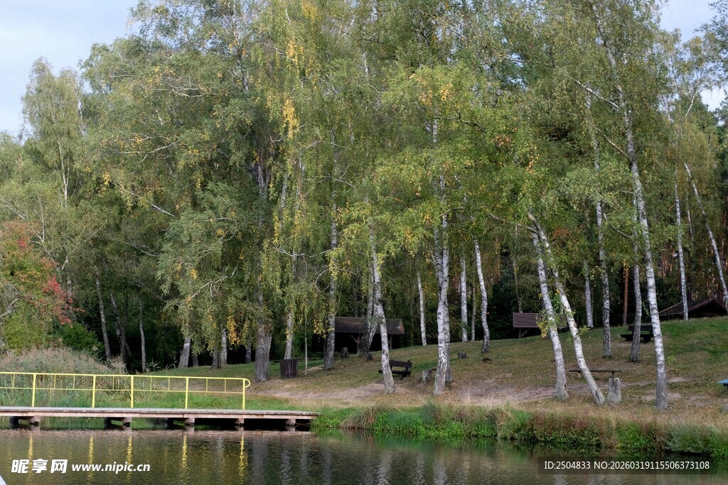 湖畔白桦林风景