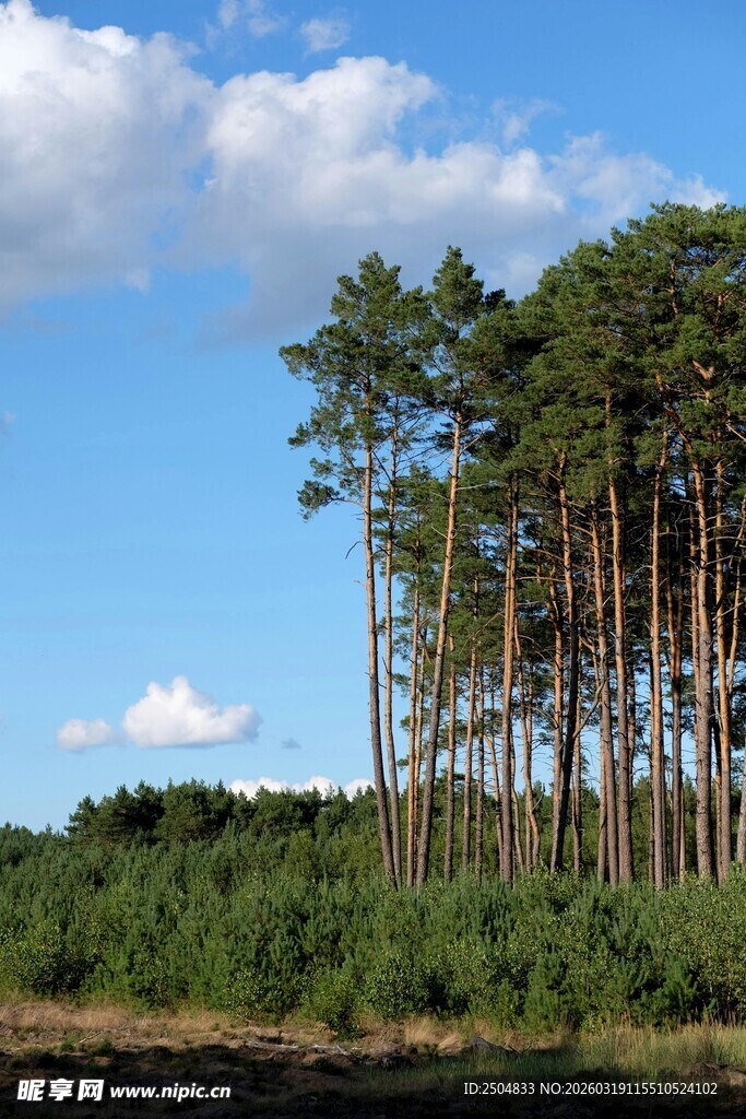 蓝天之下的挺拔松树林