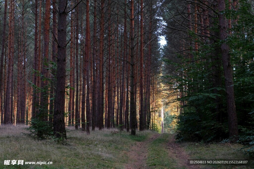 阳光洒落的静谧森林小道