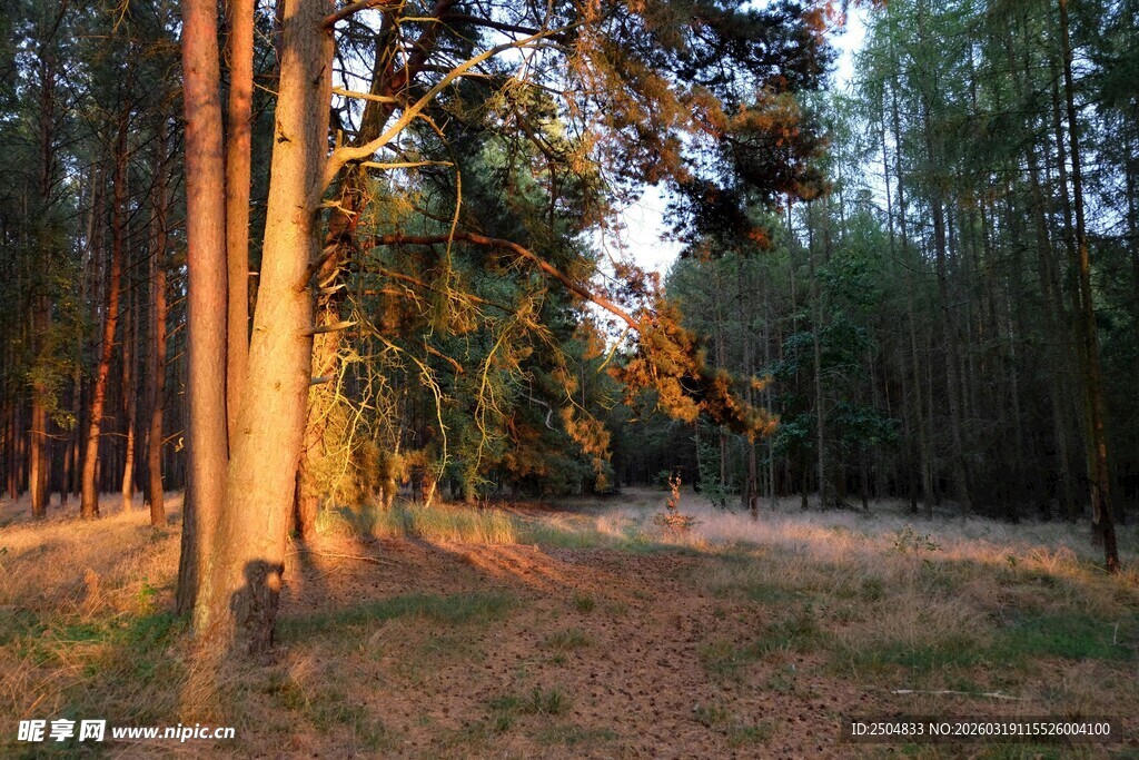 夕阳下的静谧森林小径