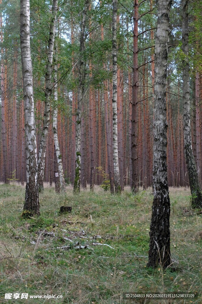 森林中的桦树与松树景观