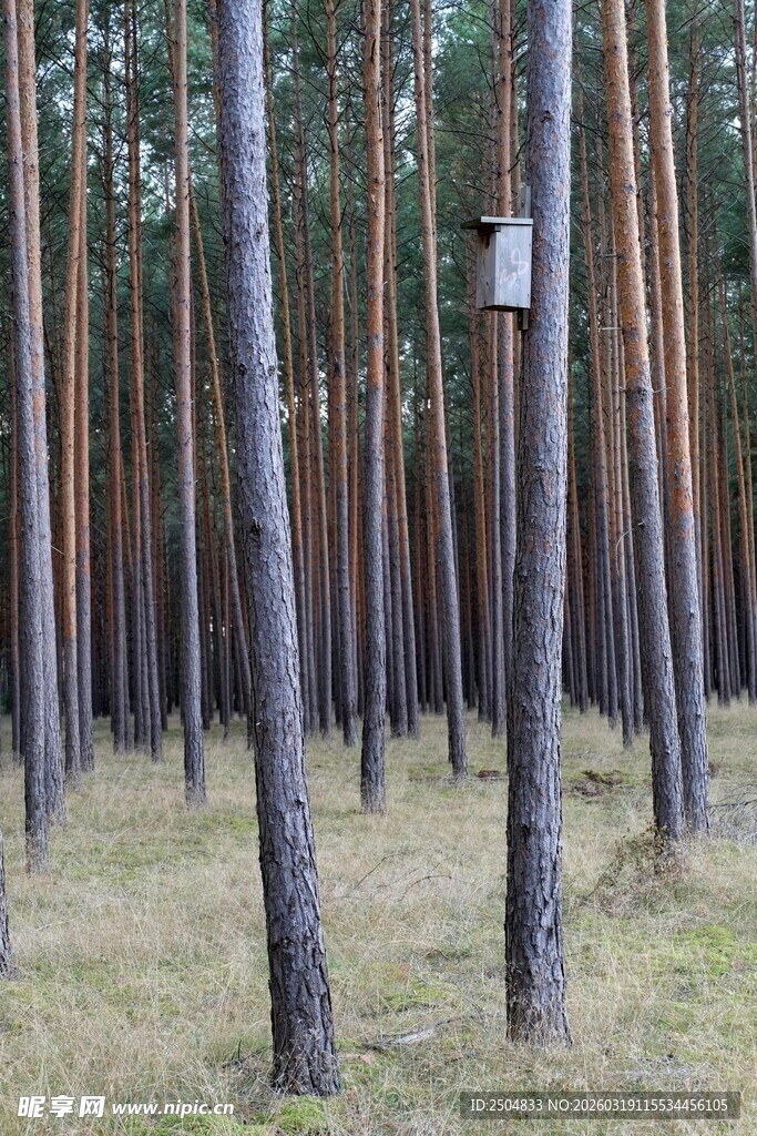 松林间的标志牌