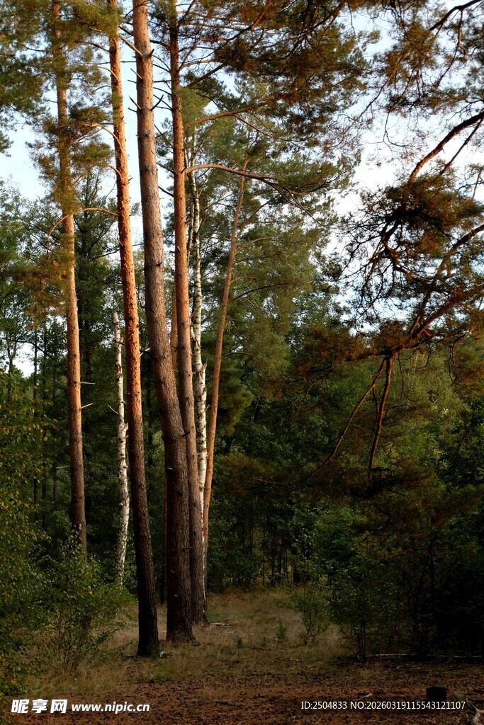 秋日森林中的挺拔树木