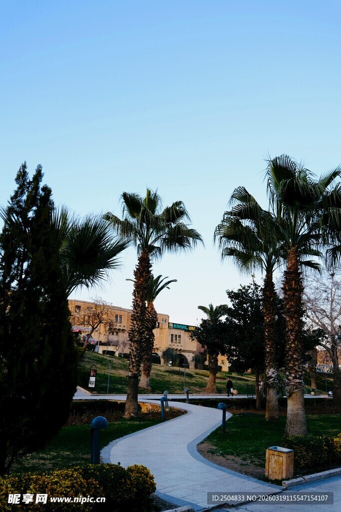 园林小径旁的葱郁棕榈树