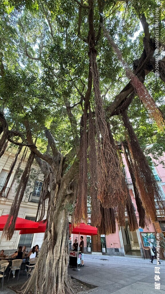 古老大树立于街道旁