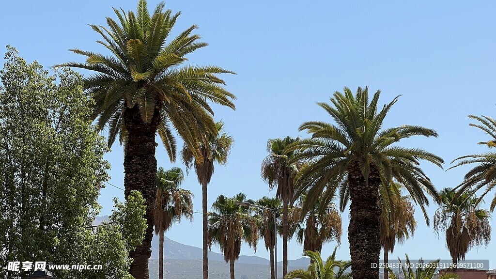 蓝天映衬下的高大棕榈树