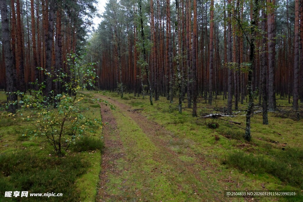 林间小径 漫步自然之境