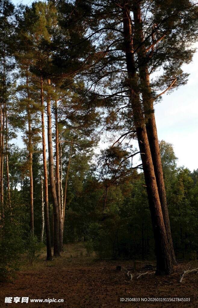 林间静谧小道 树木葱茏