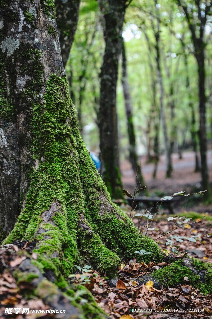 森林中长满青苔的大树根部