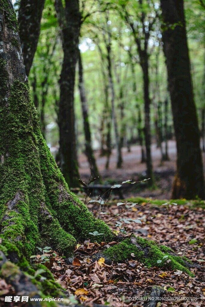 森林中长满青苔的树根