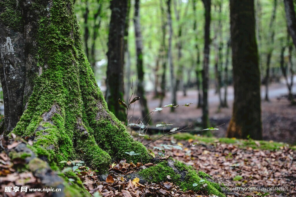 森林中长满青苔的大树根部