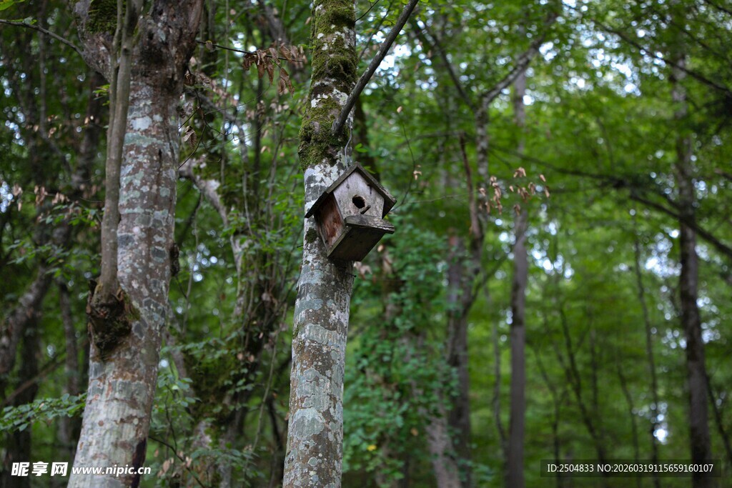 茂密森林中的奇特树干
