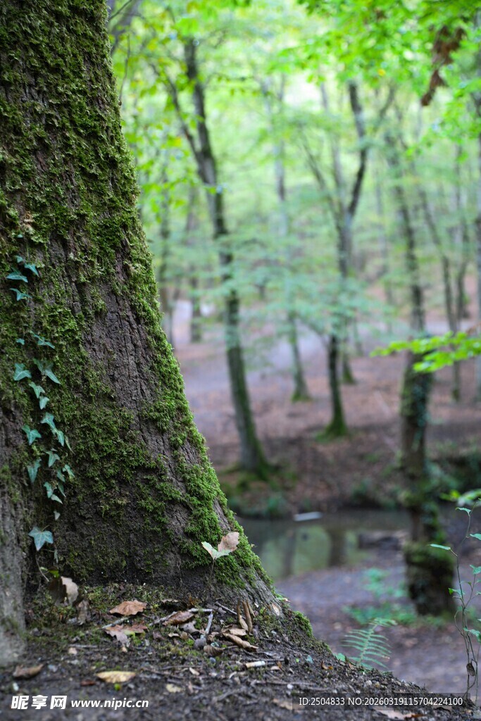 森林中古老树干与静谧溪流
