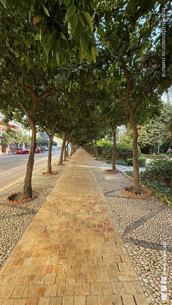 林荫步道 静谧自然之景