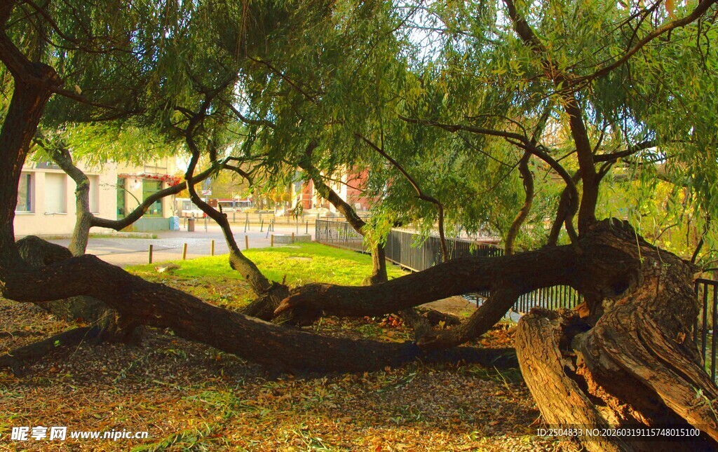 弯曲老树 阳光下的自然景致