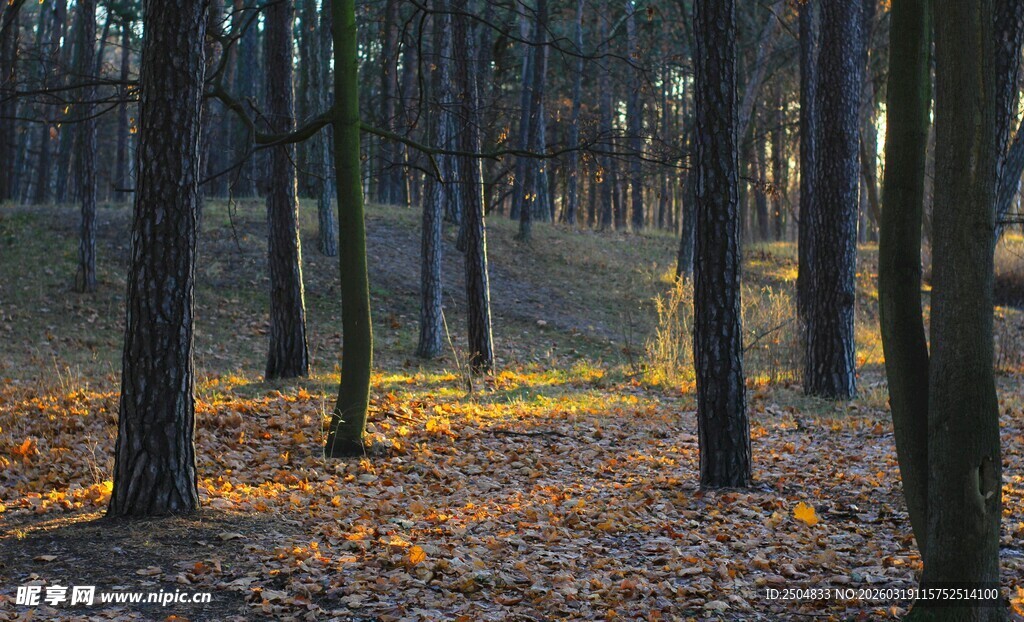 秋日林间光影 落叶铺径