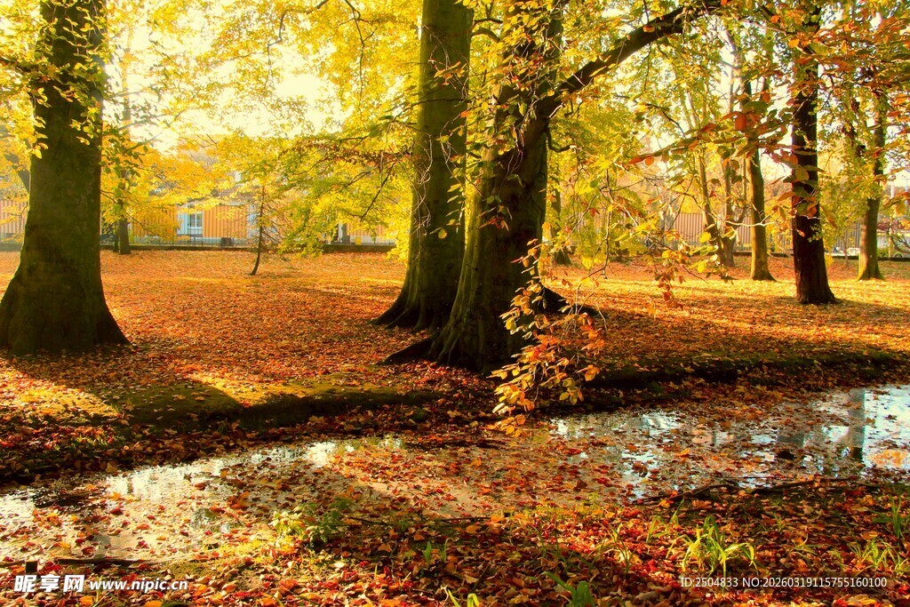 秋日林间小溪的静谧美景