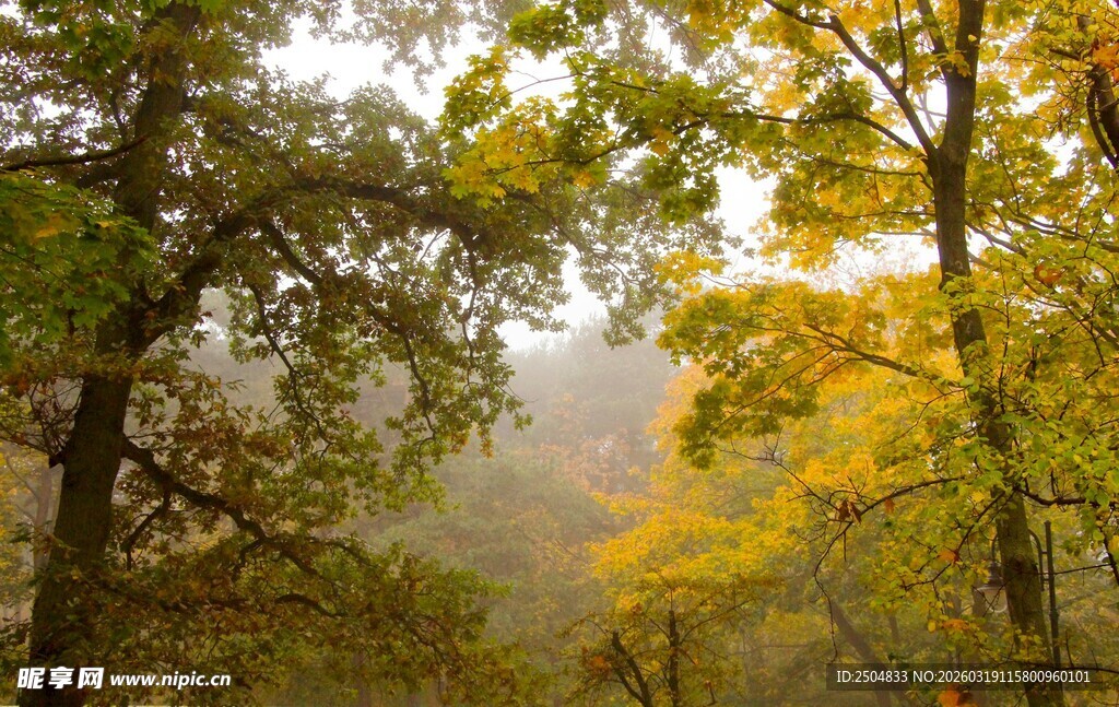 秋日林间雾霭中的斑斓树木